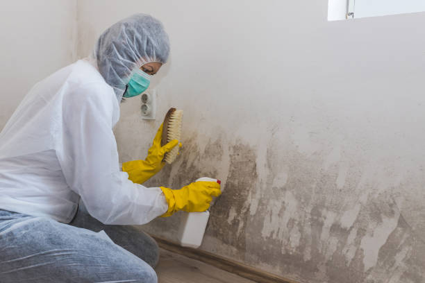 Best Home Mold Removal  in Rosedale, MD