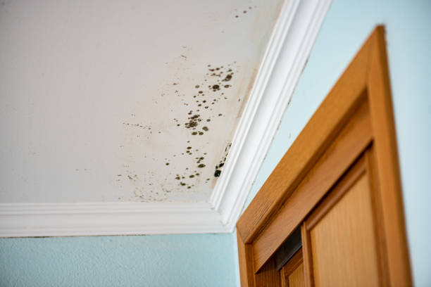 Best Black Mold Removal  in Rosedale, MD