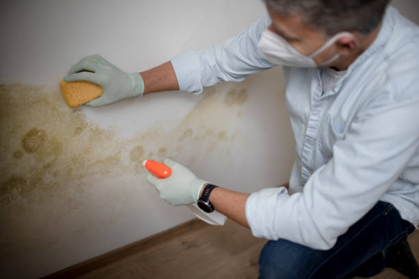 Best Mold Damage Repair  in Rosedale, MD