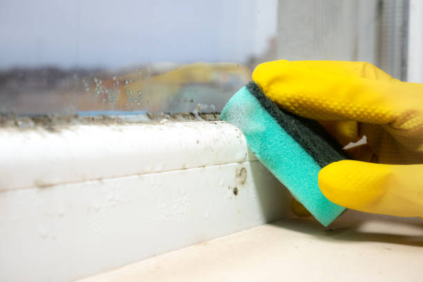 Best Office Mold Removal Services  in Rosedale, MD