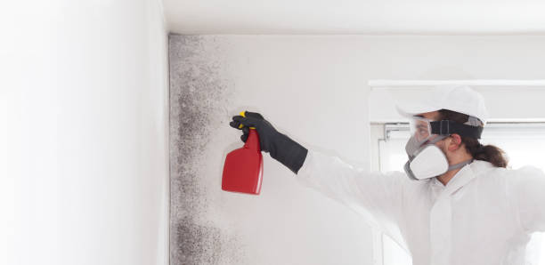 Best Commercial Mold Removal  in Rosedale, MD