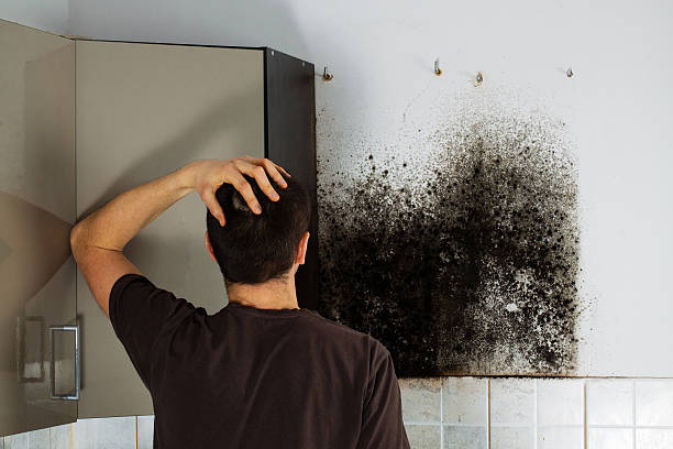 Best Affordable Mold Removal  in Rosedale, MD