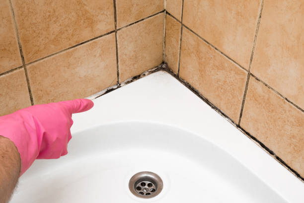 Trusted Rosedale, MD Mold Removal Experts